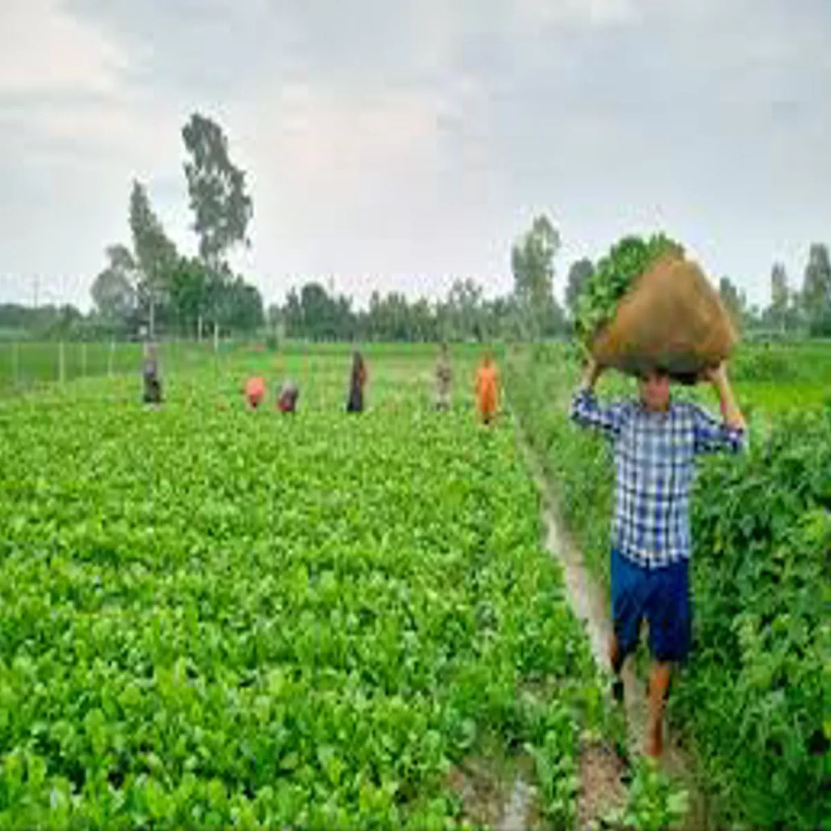 Organic farming success story organic farming