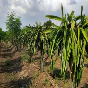 Hazaribagh dragon fruit farming hope