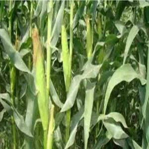 Maize farming east champaran success