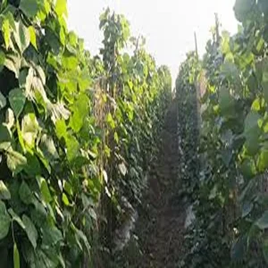 Mixed farming bihar young farmer success