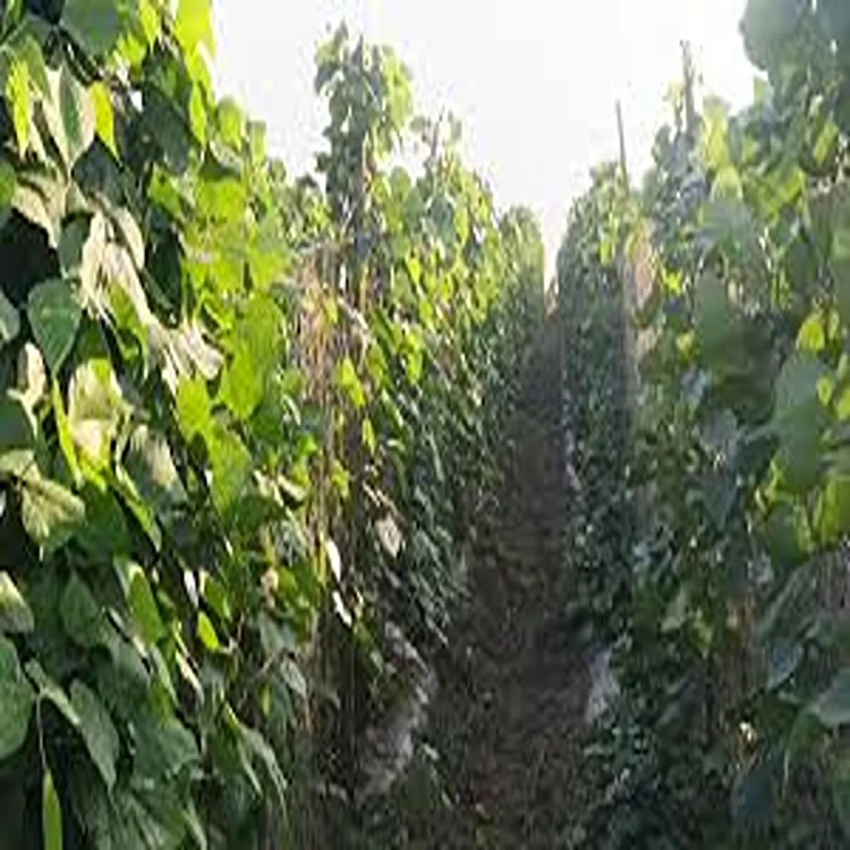 Mixed farming success mixed farming success