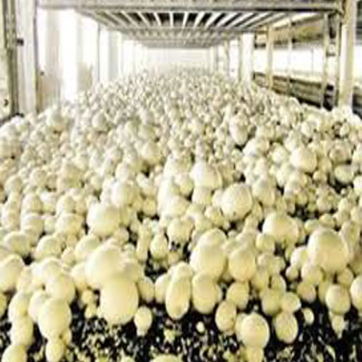Mushroom farmer subsidy scheme mushroom farmer