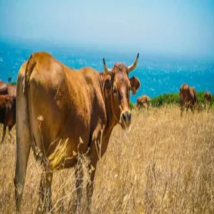 Nandi shala yojana cattle support