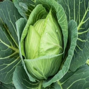 Organic farming 5kg cabbage success