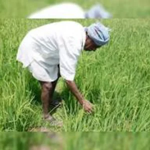 Organic farming chapra young farmer success