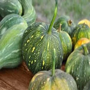 Pumpkin farming early season high profit