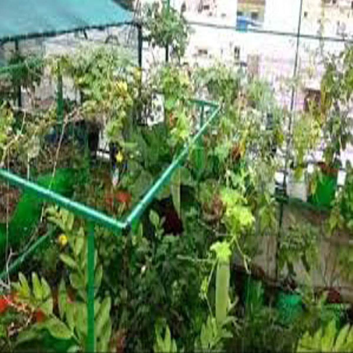 Rooftop gardening success story rooftop gardening