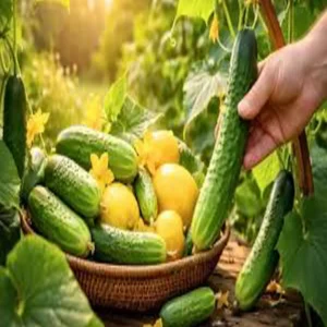 Scientific cucumber farming yield tips