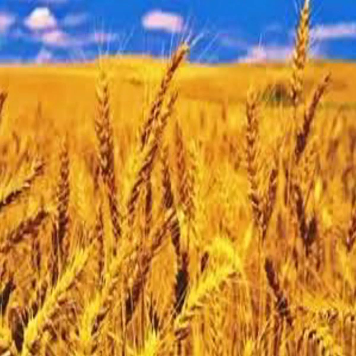 Organic wheat organic wheat shivpuri men