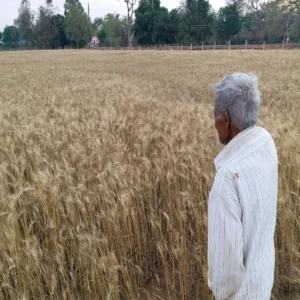 Sikar farmer developed strong wheat variety