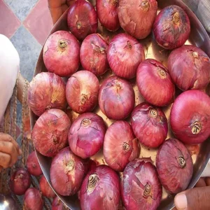 Sikar organic onion lowcost profit model