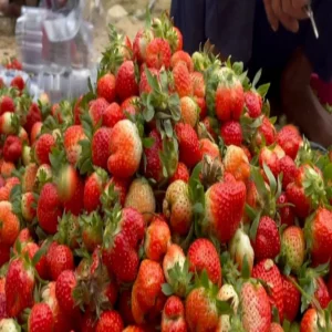 Strawberry farming katihar village success story