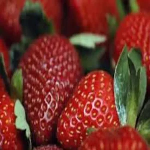 Strawberry farming west champaran success