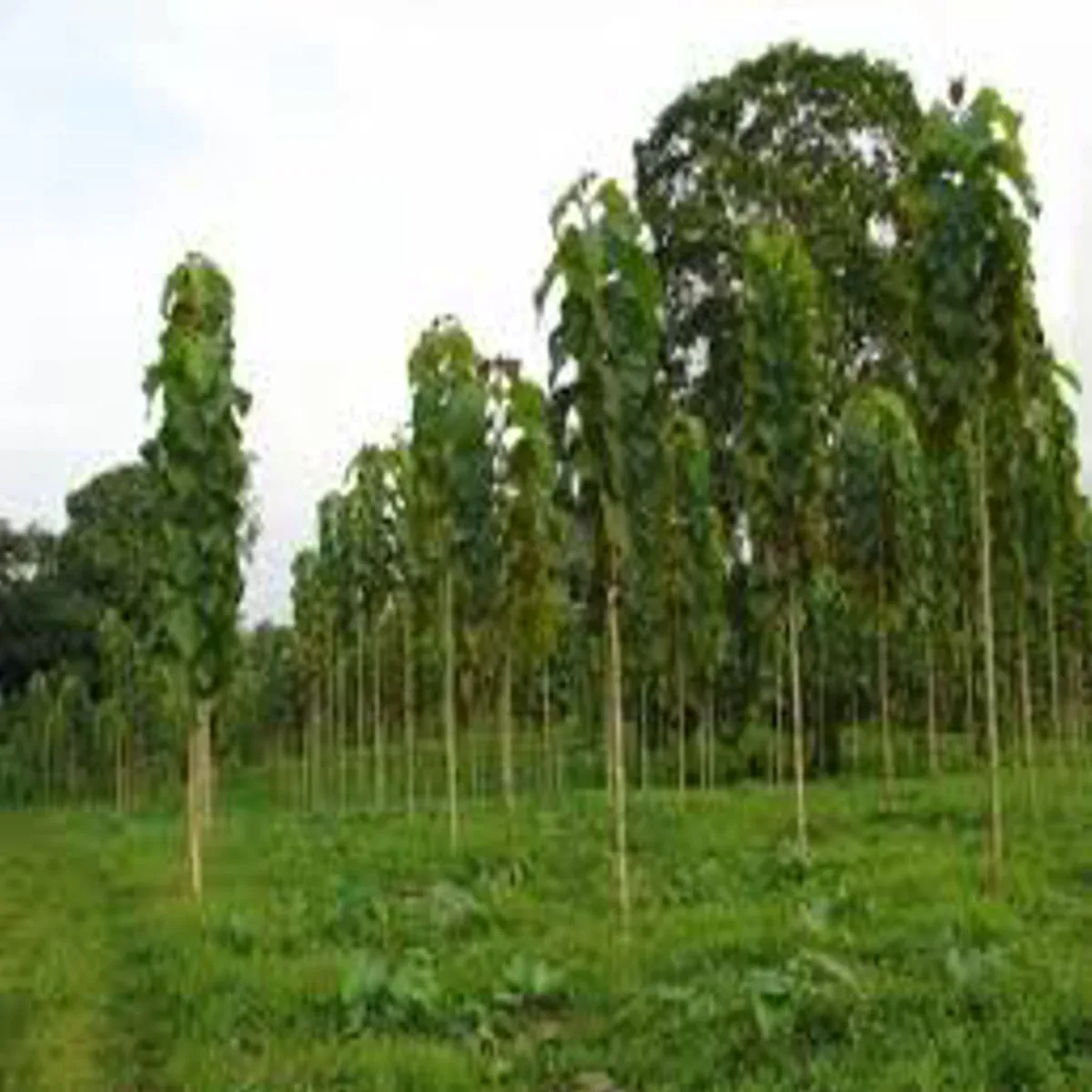 Teak farming teak farming sagvan kheti