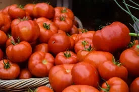 Tomato - farming - – - बदलते - मौसम - में - टमाटर - बचाने