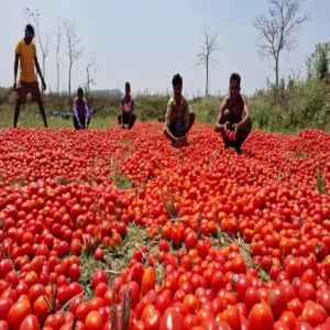 Tomato farming bagpat farmer story
