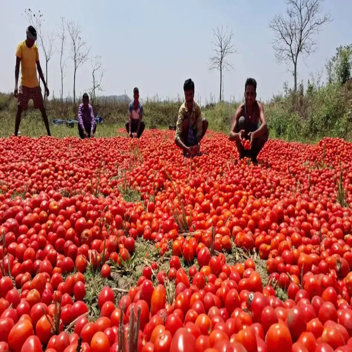 Tomato farming success story tomato farming