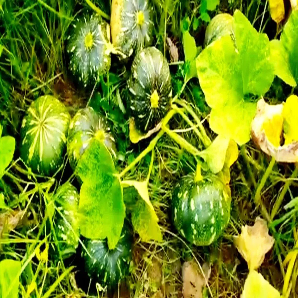 Vegetable farming vegetable farming lkhimpur khiri