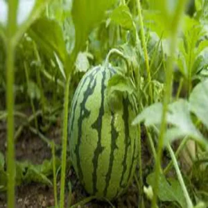 Watermelon farming vindhya income