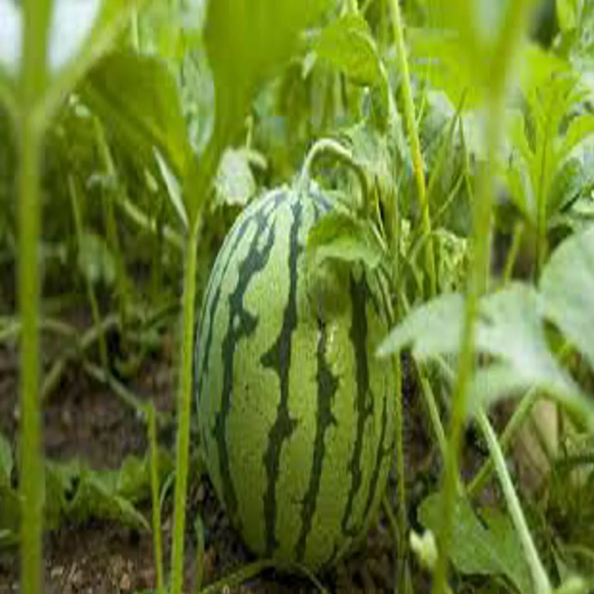Watermelon farming watermelon farming vindhy kshetr
