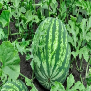 Watermelon muskmelon farming gaya income