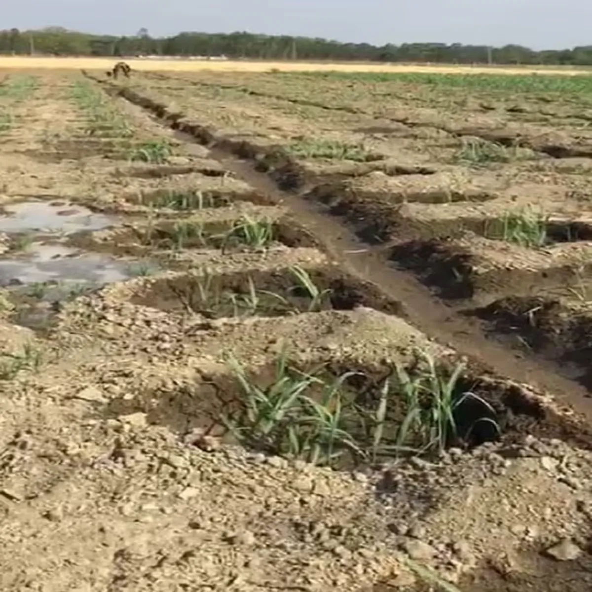 Agricultureinnovation agricultureinnovation ring vidhi kheti bdli