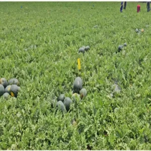 Agriculture rural youth farming success