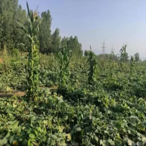 Amla farming farmer stable income success story