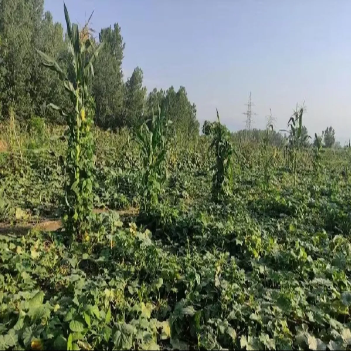 Amla farming success story amla farming