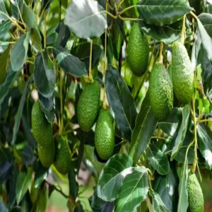 Avocado farming boosts farmer income godda