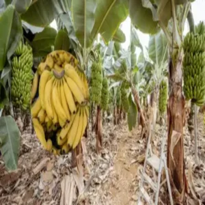 Banana farming profit small land araria farmer