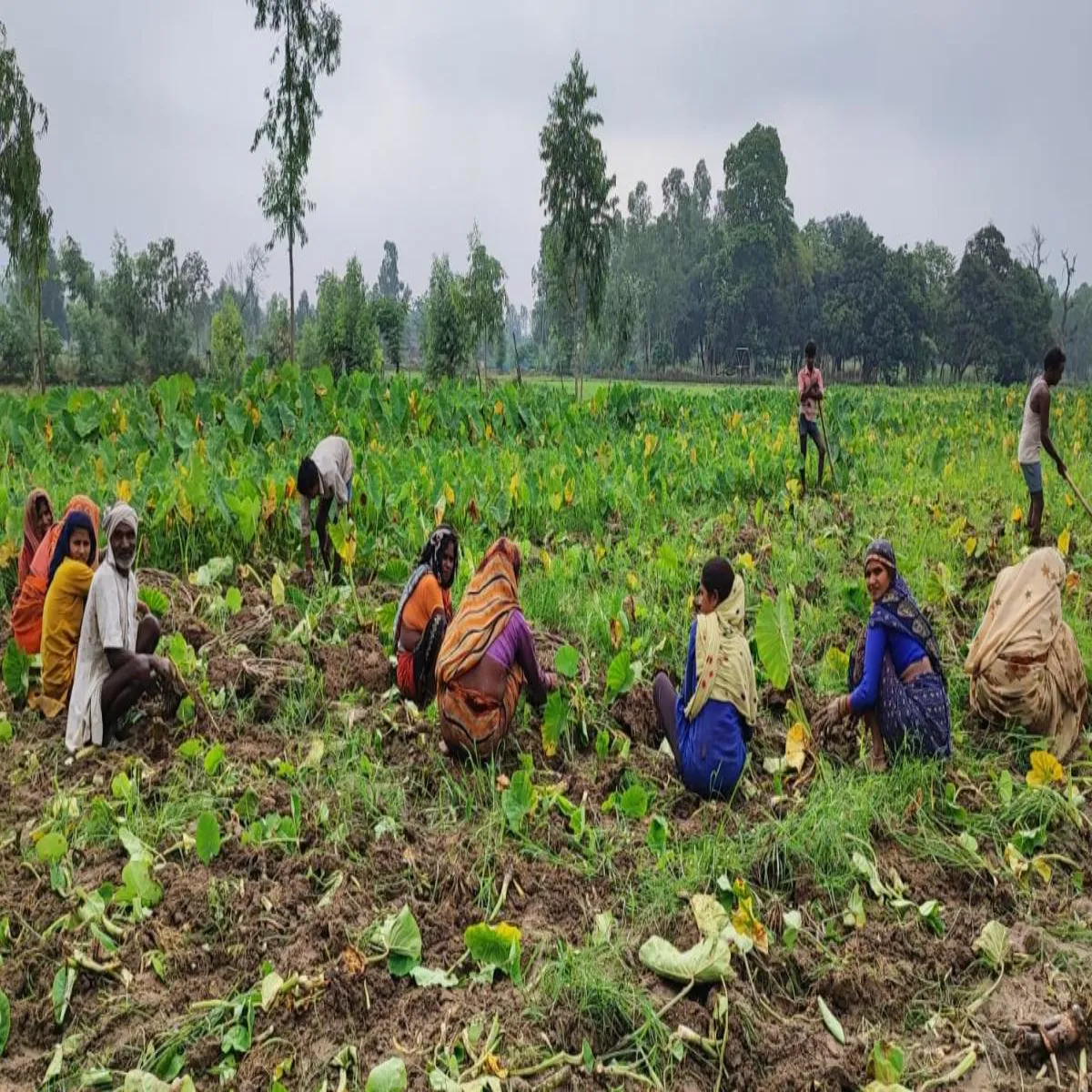 Tarofarming tarofarming barabnki kisan arbi kheti