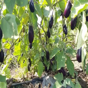 Bharatpur brinjal farming profit model