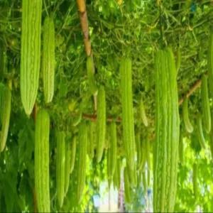 Bitter gourd farming low cost profit