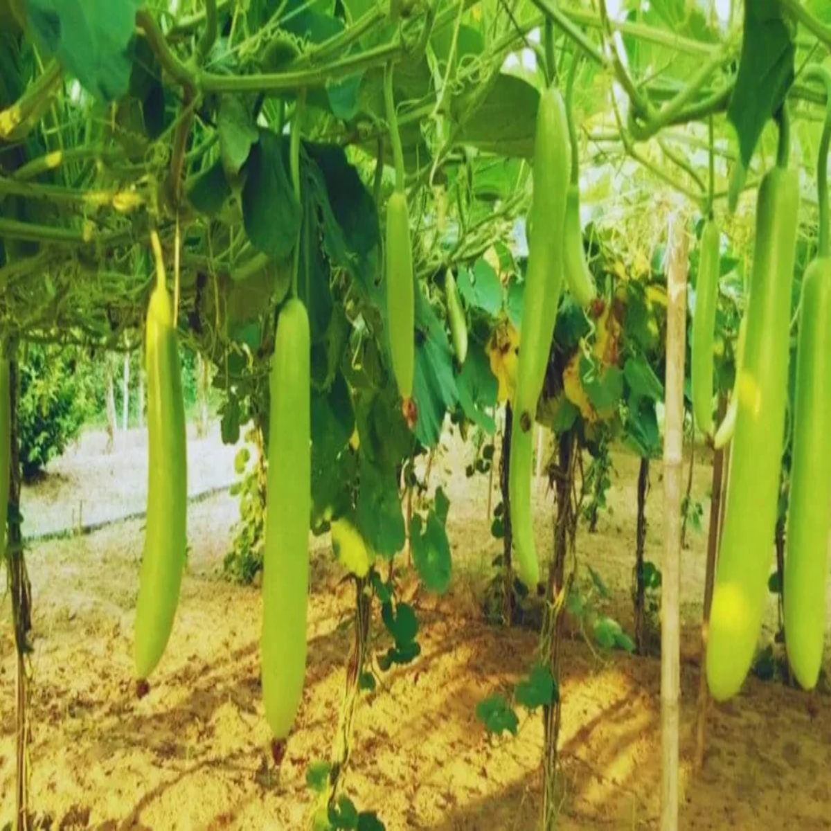 Bottlegourdfarming bottlegourdfarming muradabad men kisanon lie