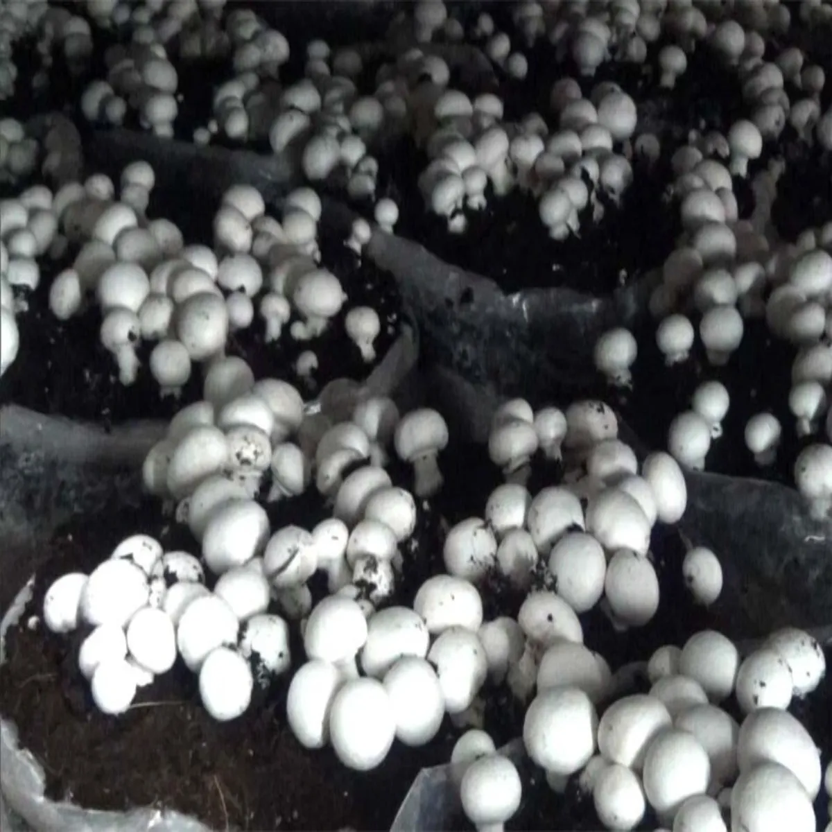 Mushroom farming mushroom farming shi tknik