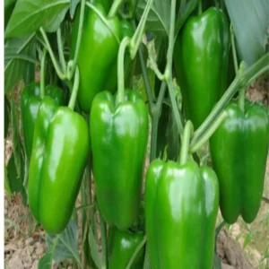Capsicum farming lakhimpur kheri trend