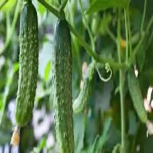 Cucumber farming early cultivation income growth