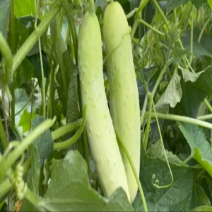Cucumber farming sharda river sandy land income