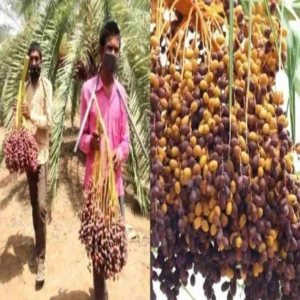 Date palm farming profitable crop for farmers