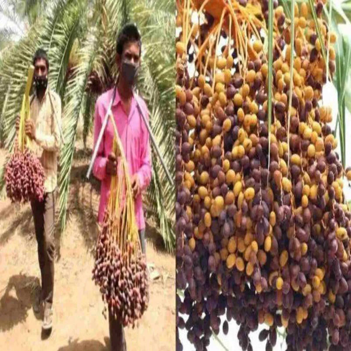 Datepalmfarming datepalmfarming khjur kheti kisanon mil