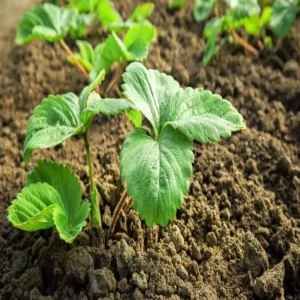 Foreign sprout farming income growth india