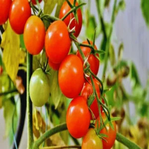 Gonda farmer organic tomato farming profit