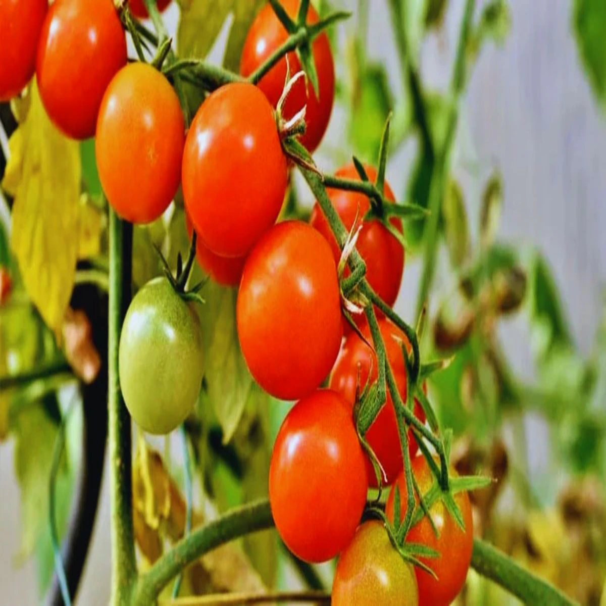 Tomatofarming tomatofarming gonda kisan jaivik trike