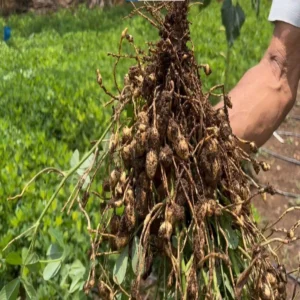 Groundnut farming demand bihar up growth