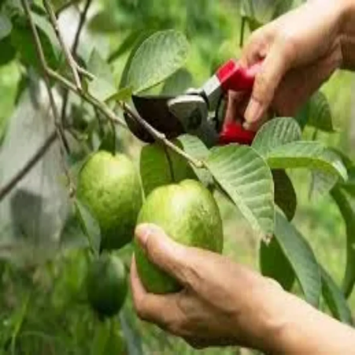 Guava farming guava farming amrud kheti