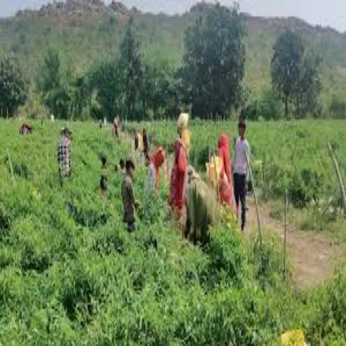 Farmer success story farmer success story