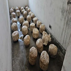 Jamshedpur women mushroom farming success story