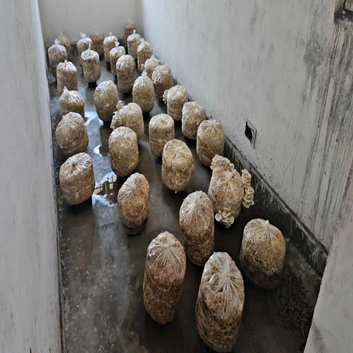 Mushroom farming success story mushroom farming