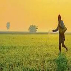 Jamui farmer cabbage success story